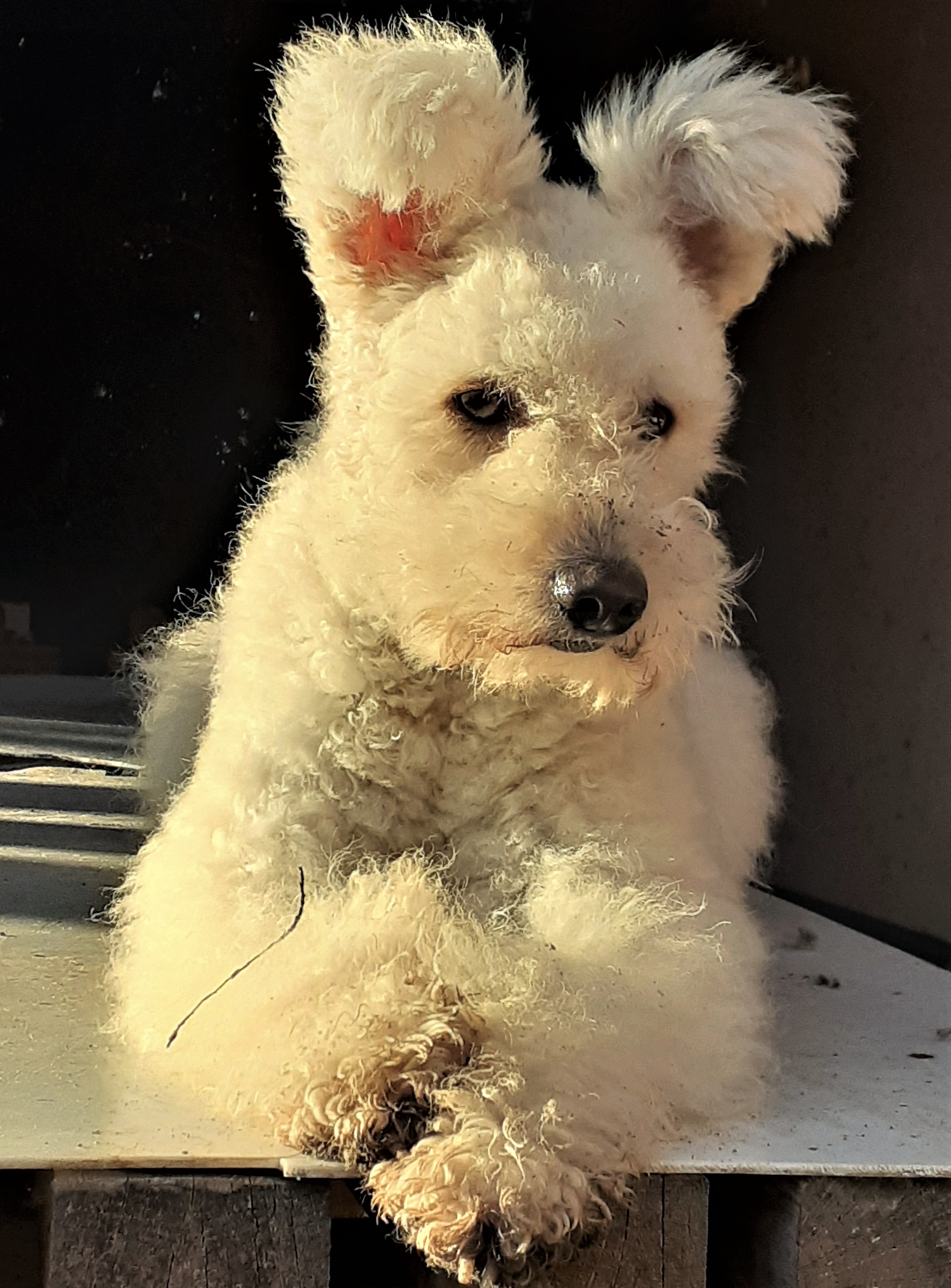 Our Dog Serteperti Babar zsa Rozi Serteperti Pumi Kennel